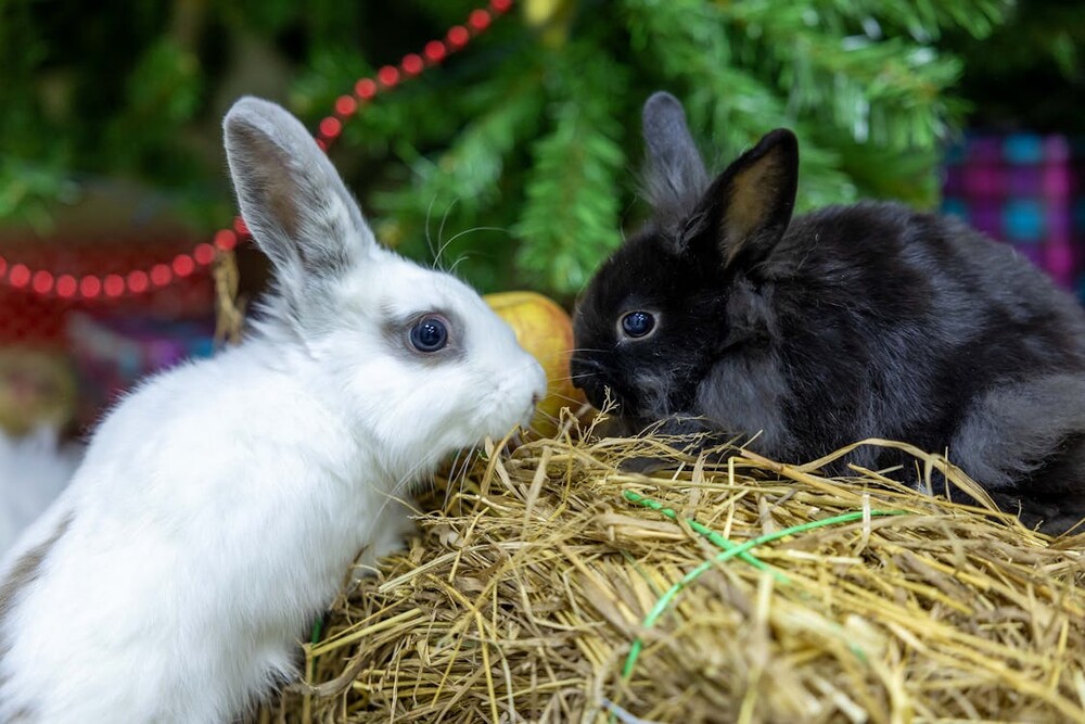 Dierenwinkel Venray